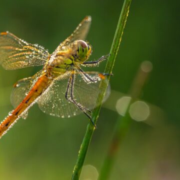Image copyright Monique Tjong-Ayong