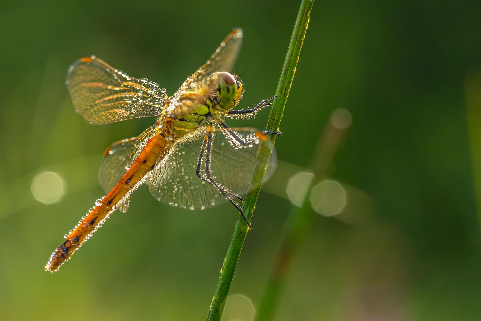Image copyright Monique Tjong-Ayong