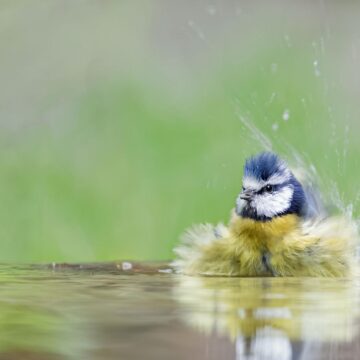 Image copyright Monique Tjong-Ayong