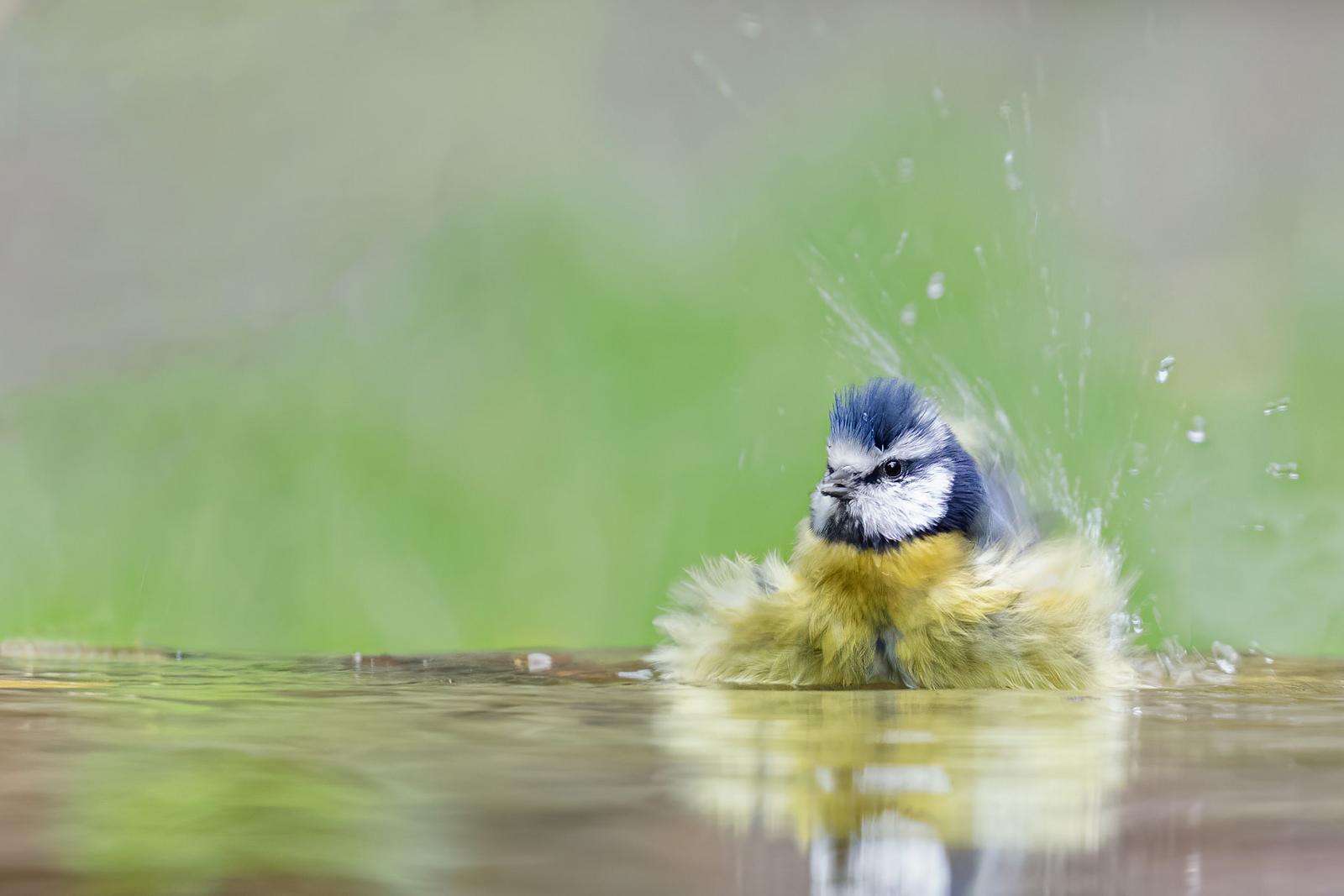 Image copyright Monique Tjong-Ayong