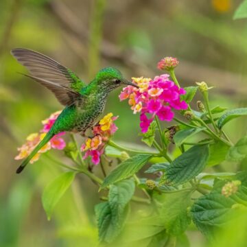 Image copyright Monique Tjong-Ayong