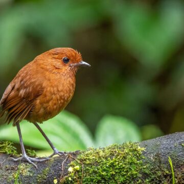 Image copyright Monique Tjong-Ayong
