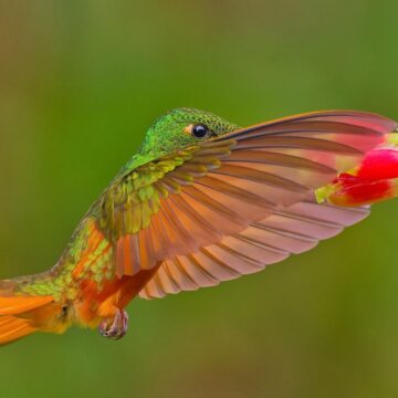 Image copyright Monique Tjong-Ayong