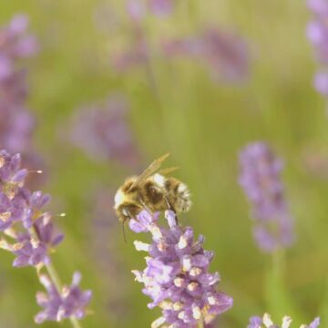 Image copyright Christine Kiely