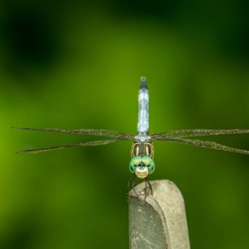 Image copyright Gordon Backman