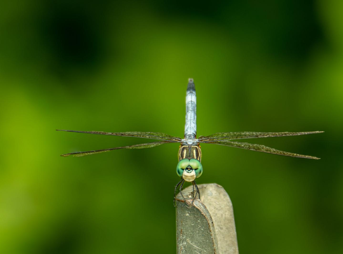 Image copyright Gordon Backman