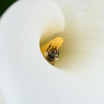 Image copyright