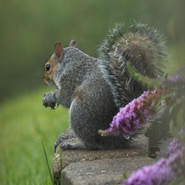 Image copyright Susan Hartman