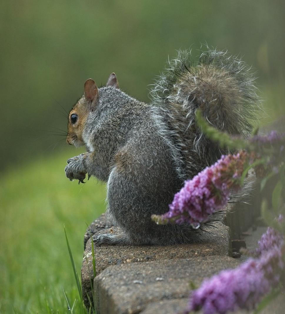 Image copyright Susan Hartman