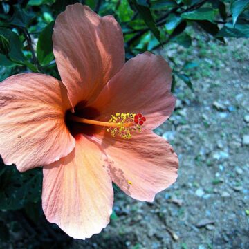 Image copyright Tagore John