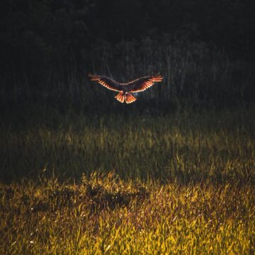 Image copyright Patrik Blom Blom