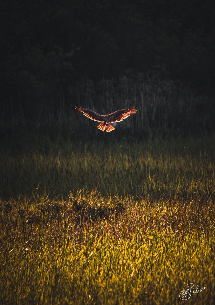 Image copyright Patrik Blom Blom
