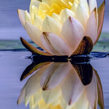Image copyright Gordon Backman
