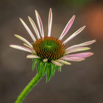 Image copyright Gordon Backman
