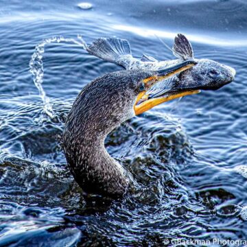 Image copyright Gordon Backman