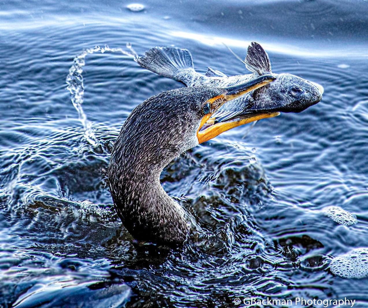 Image copyright Gordon Backman
