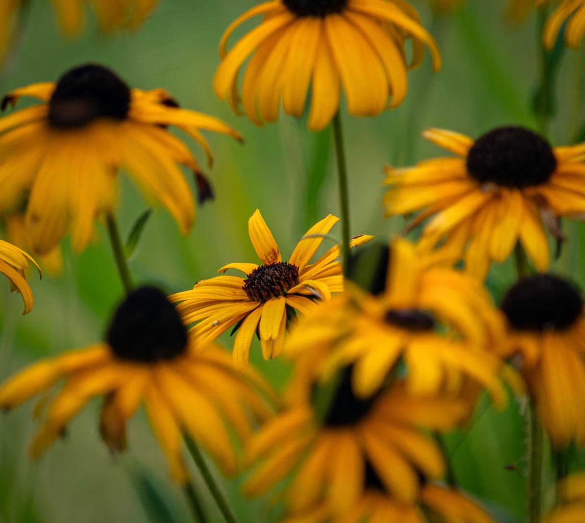 Image copyright Gordon Backman