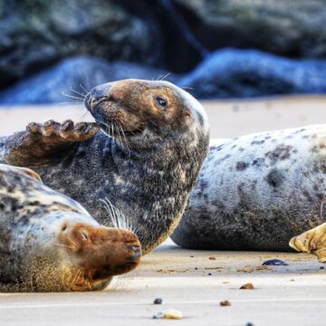 Image copyright Bob Chalmers