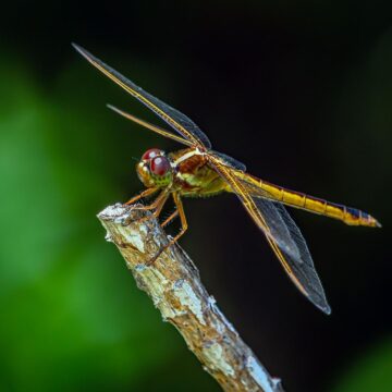 Image copyright Gordon Backman