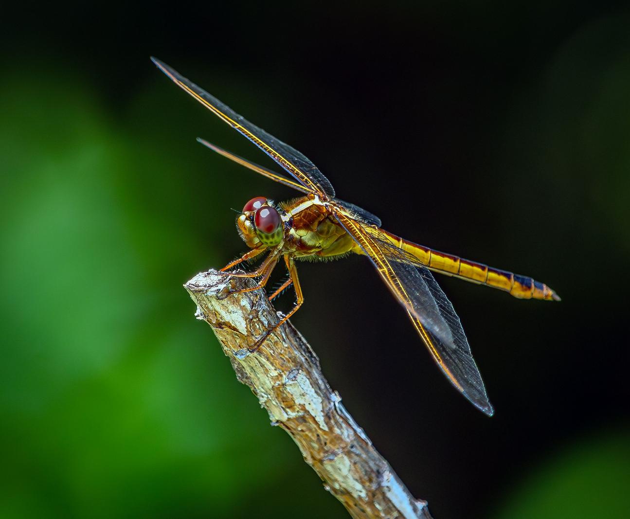 Image copyright Gordon Backman