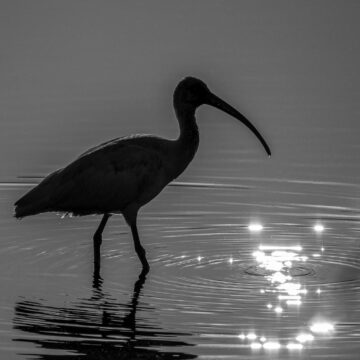 Image copyright Gordon Backman