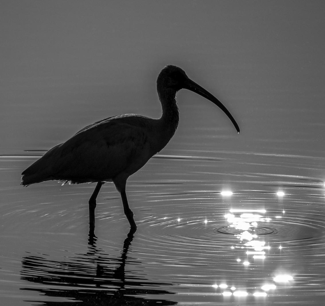 Image copyright Gordon Backman