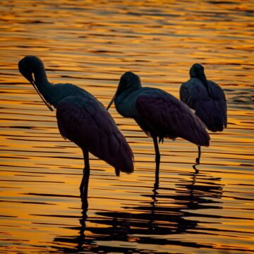 Image copyright Gordon Backman