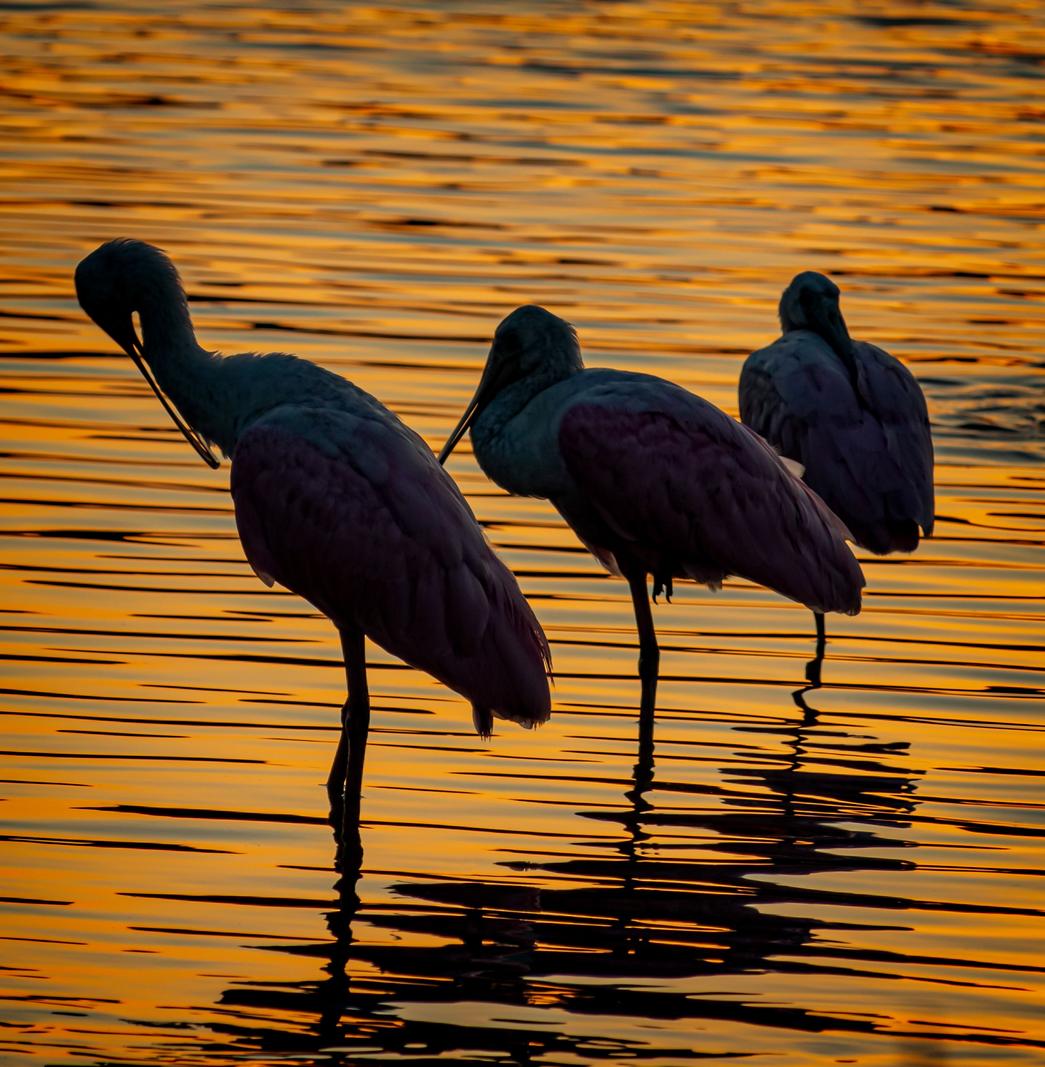 Image copyright Gordon Backman