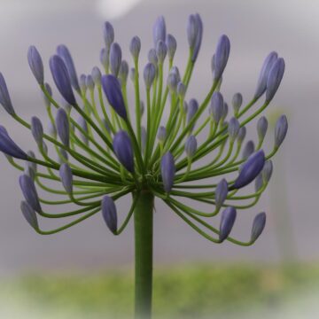 Image copyright Deborah Williamson