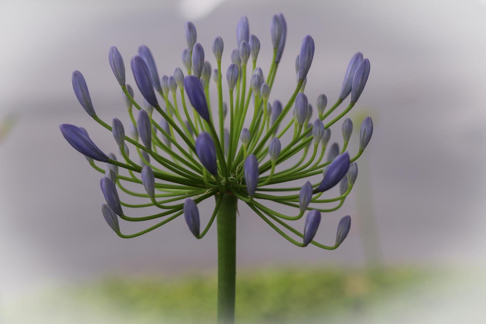 Image copyright Deborah Williamson