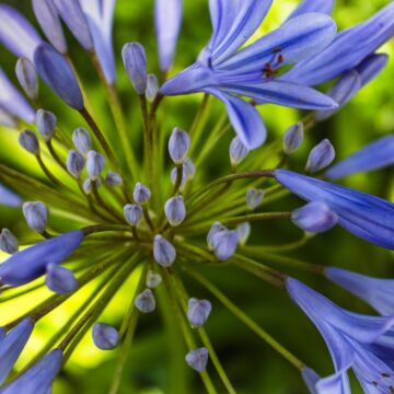 Image copyright Deborah Williamson