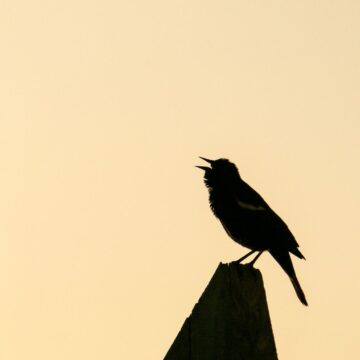 Image copyright Gordon Backman