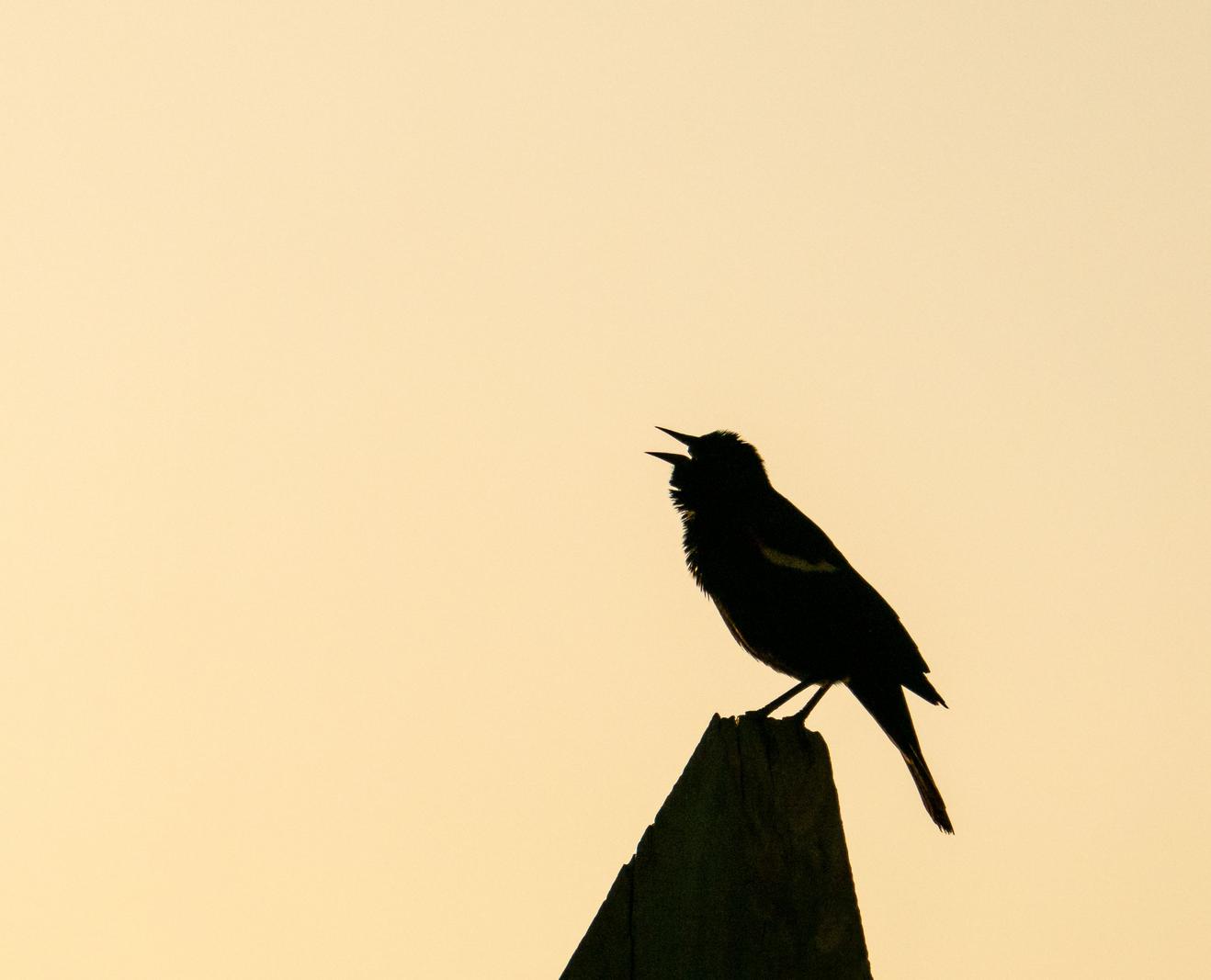 Image copyright Gordon Backman
