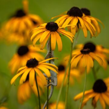 Image copyright Gordon Backman