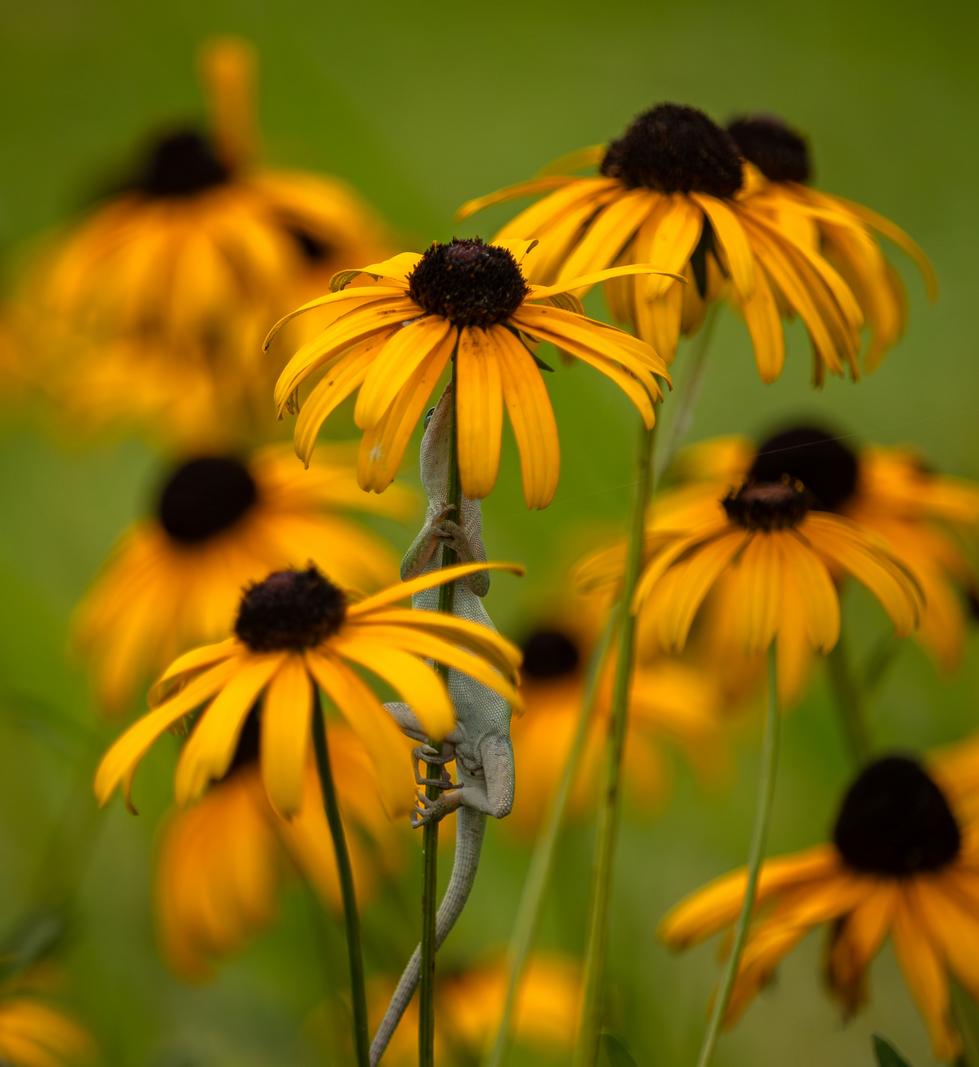 Image copyright Gordon Backman