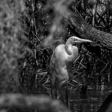 Image copyright Gordon Backman