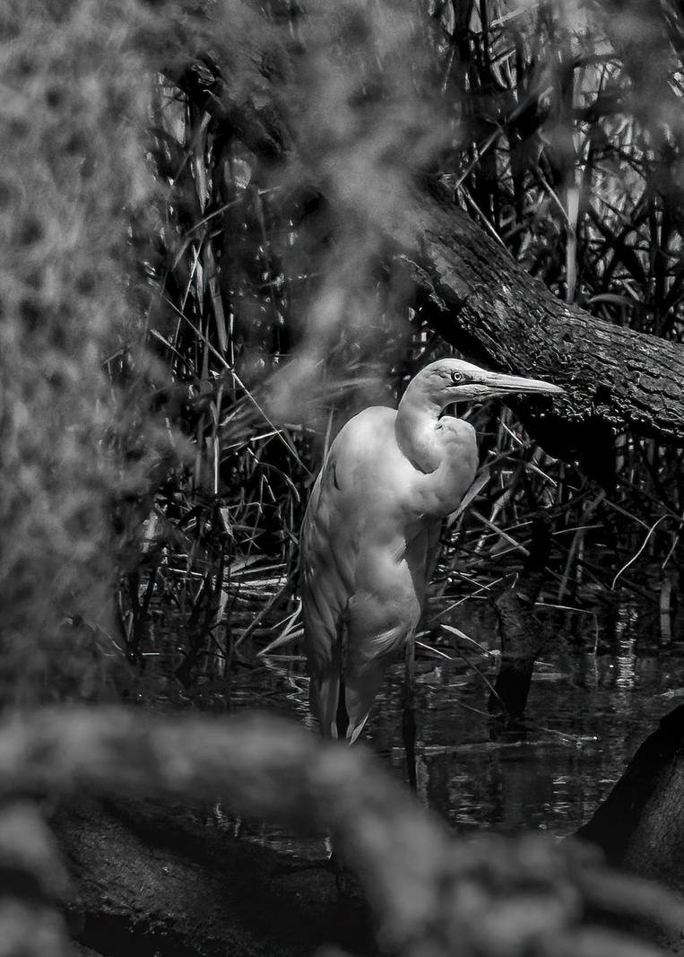 Image copyright Gordon Backman