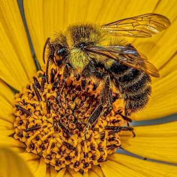 Image copyright Gordon Backman