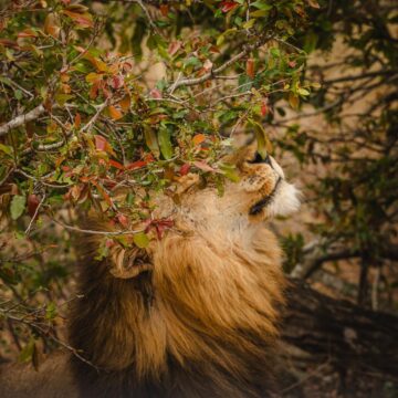 Image copyright Nicki Lewis