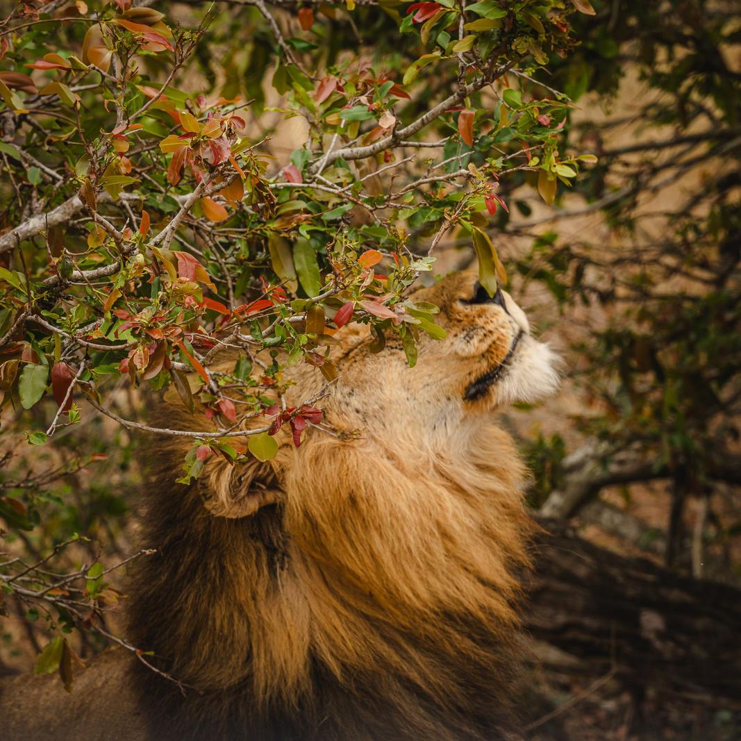 Image copyright Nicki Lewis