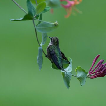 Image copyright Sharon Scharich