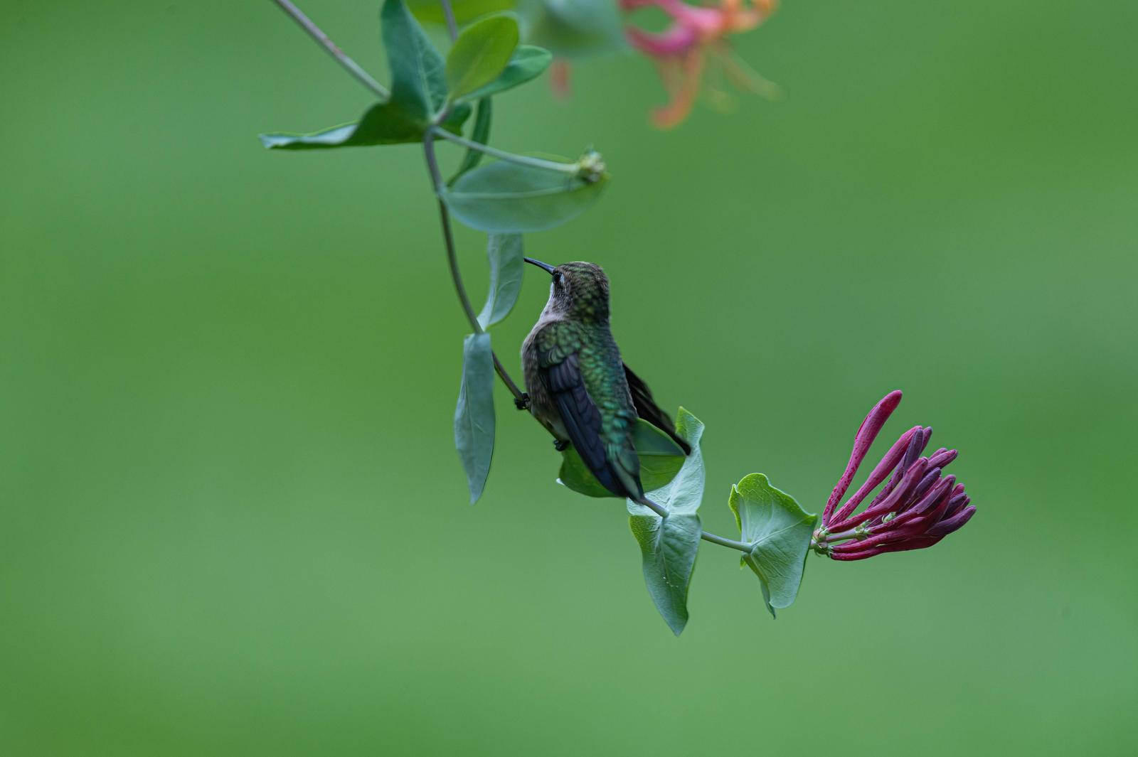 Image copyright Sharon Scharich