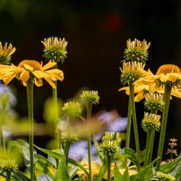 Image copyright Gordon Backman