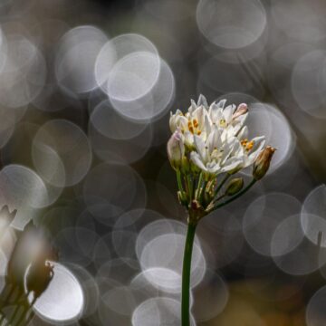 Image copyright Gordon Backman