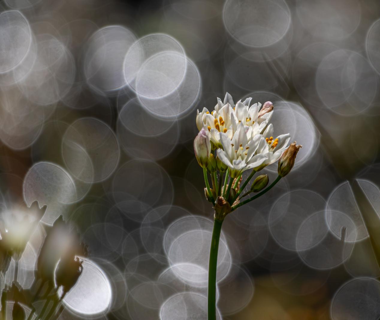 Image copyright Gordon Backman