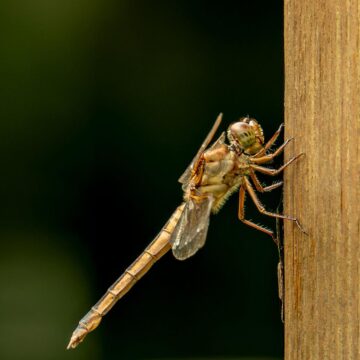 Image copyright Gordon Backman