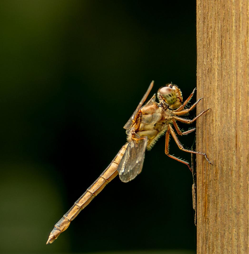 Image copyright Gordon Backman