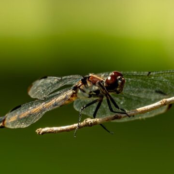 Image copyright Gordon Backman