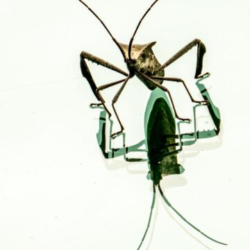 Image copyright Gordon Backman