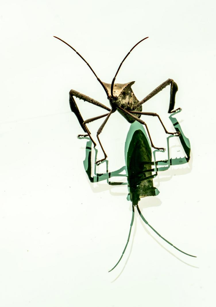 Image copyright Gordon Backman